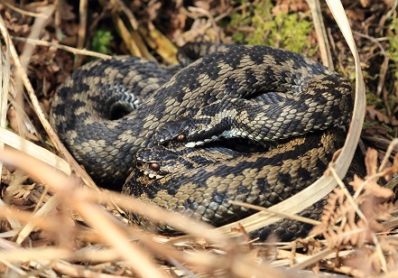 Adders Rothbury Adders | Welcome to the Eastern Moors Partnership